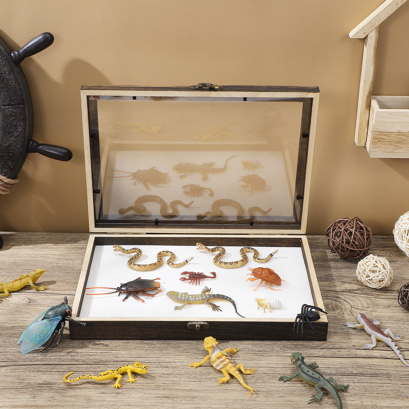 1Set Wood Specimen Storage Box – Frame Display Wood recenzja i cena