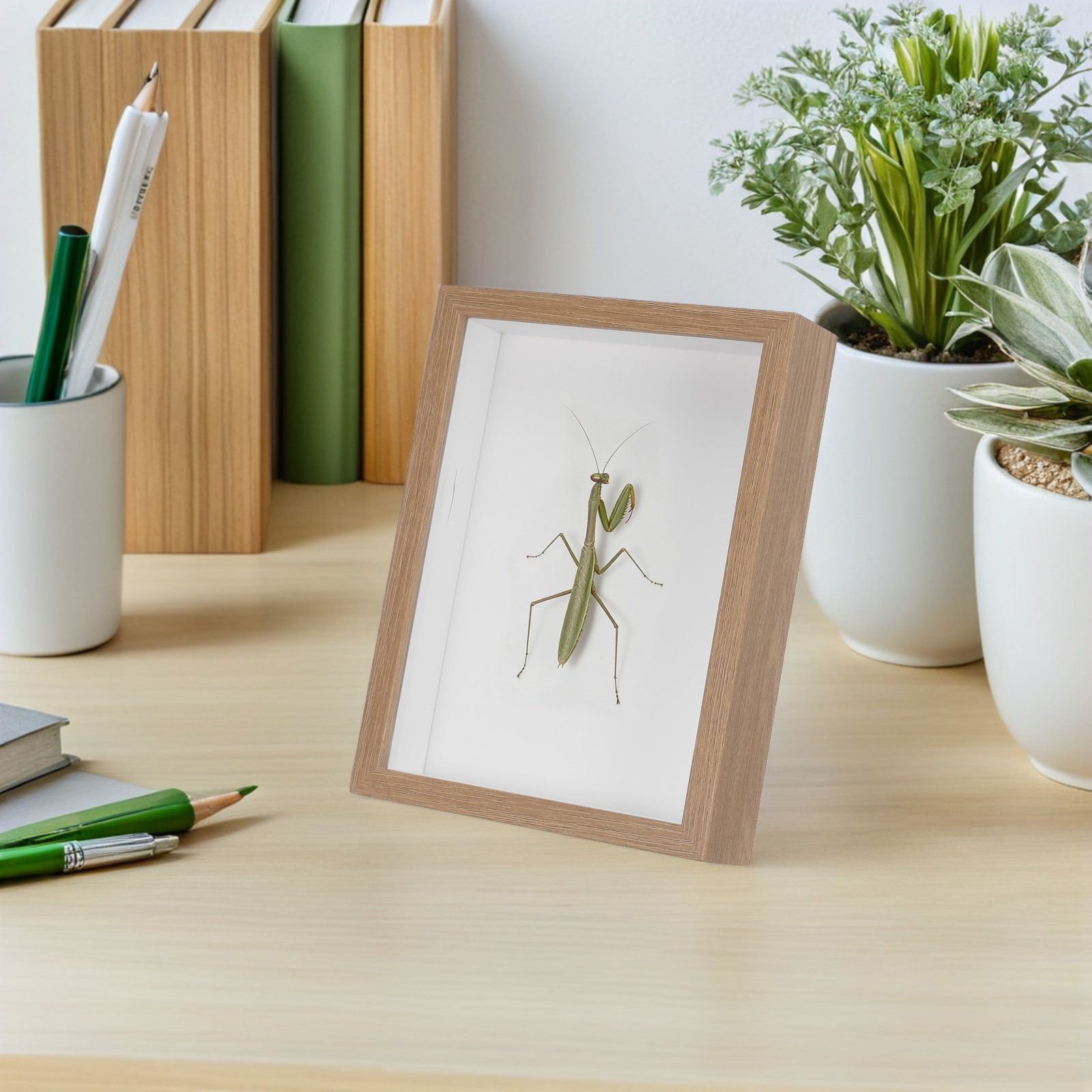 Wooden Framed Bug Display Case – Frame Display Wood recenzja i cena